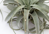 Lariat Leaf Necklace